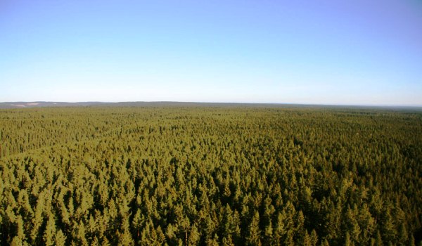 600×350-Ballon-Schwarzwald