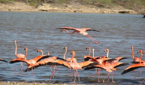 600×350-Bonaire-Flamingo