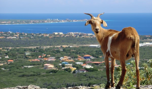 600×350-Bonaire-overzicht