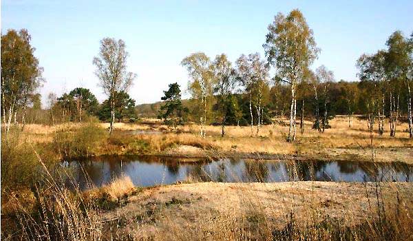 600×350-Boshotel-natuur