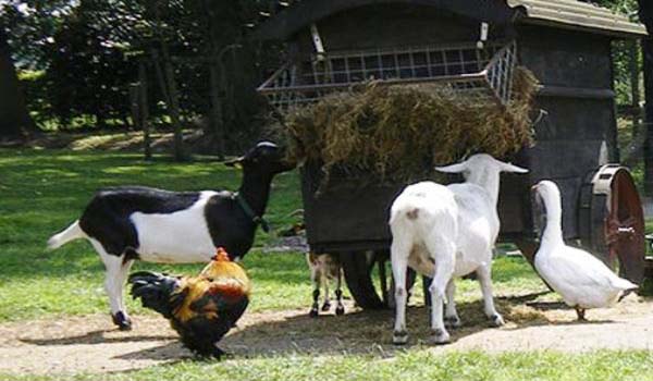 600×350-NL-Zwiesenborg-Dieren