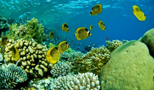 600×350-coraal