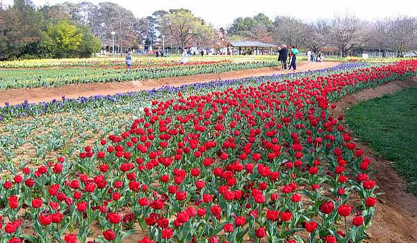 Floriade_canberra11