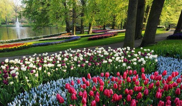 Keukenhof-2