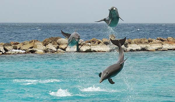 600×350-Curaçao_Sea_Aquarium_Dolphin_Show