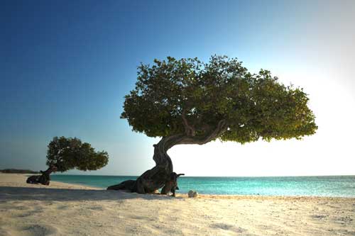 aruba211.jpg