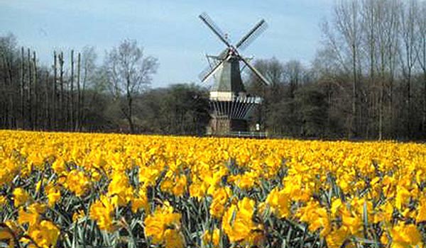600×350-molen-veld1.jpg